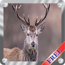 Deer hunting Archer War mobile app icon