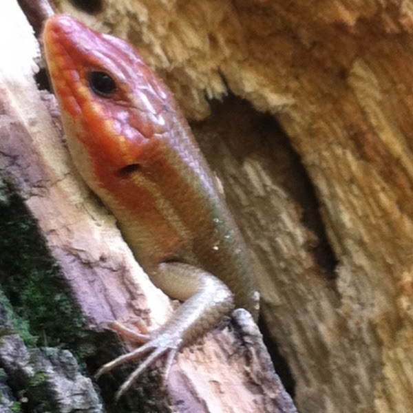 Broadhead skink Project Noah