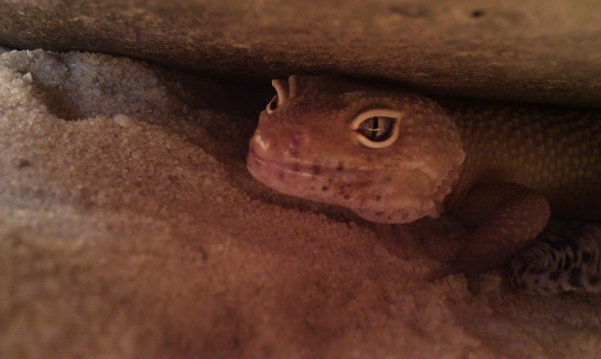 Leopardgecko