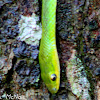 Rough Green Snake