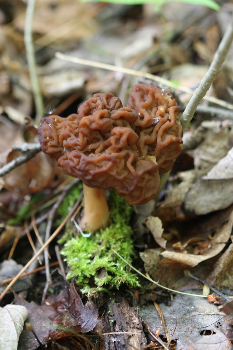 False Morel