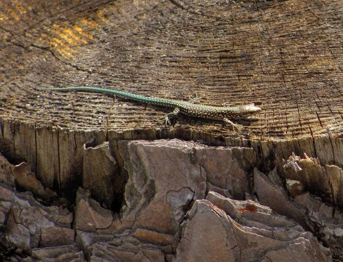 Iberian Rock Lizard