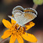 Western Pygmy-blue