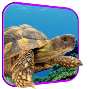 Turtle 3D Live Wallpaper.apk 3.0