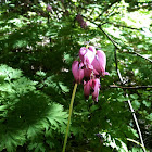 Pacific Bleeding-heart