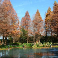 菁芳園 Tenway Garden／花園餐廳／落羽松