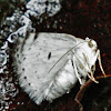 Bluish Spring Moth
