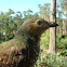 Satin Bowerbird