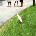 Great Egret