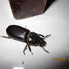 Patent-leather beetle