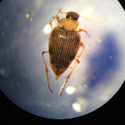 Crawling Water Beetle