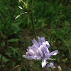 Common Chicory