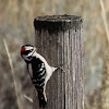 Downy Woodpecker m.