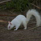 Eastern Grey Squirrel (albinos)