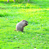 Groundhog (Woodchuck)