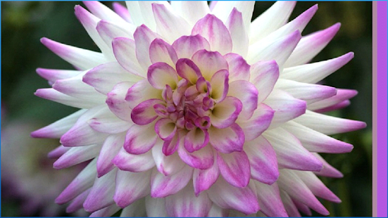 download Colorful Flower Wallpaper free