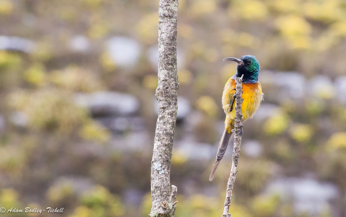 Orange-breasted sunbird