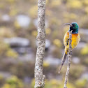 Orange-breasted sunbird