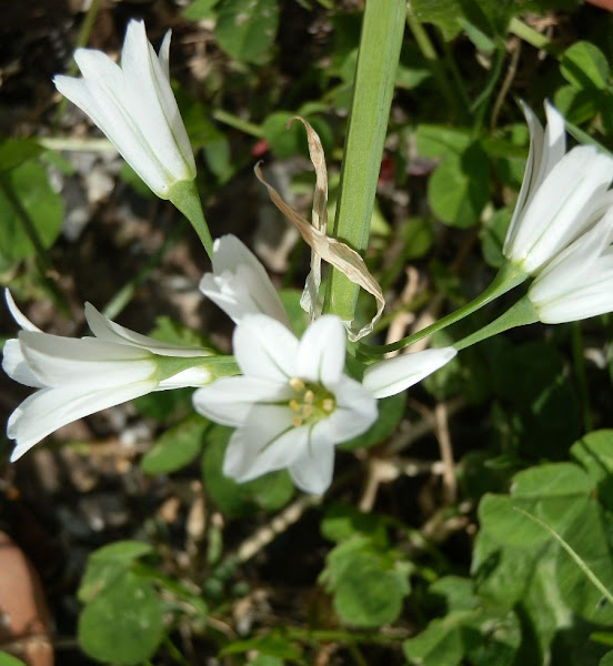 Three cornered garlic/onion weed Project Noah