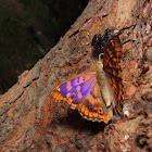 Freyer's Purple Emperor