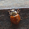 Cream-streaked Lady Beetle