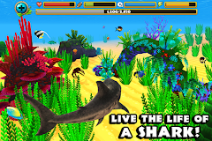 Wildlife Simulator: Shark
