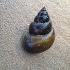 Fresh water snail