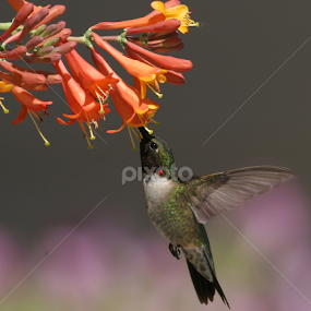 Ruby-throated Hummingbird by Terry Sohl - Animals Birds