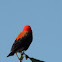 Red Bishop