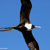 Magnificent frigatebird, female