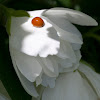 Polished Lady Beetle / Mock Orange blossom