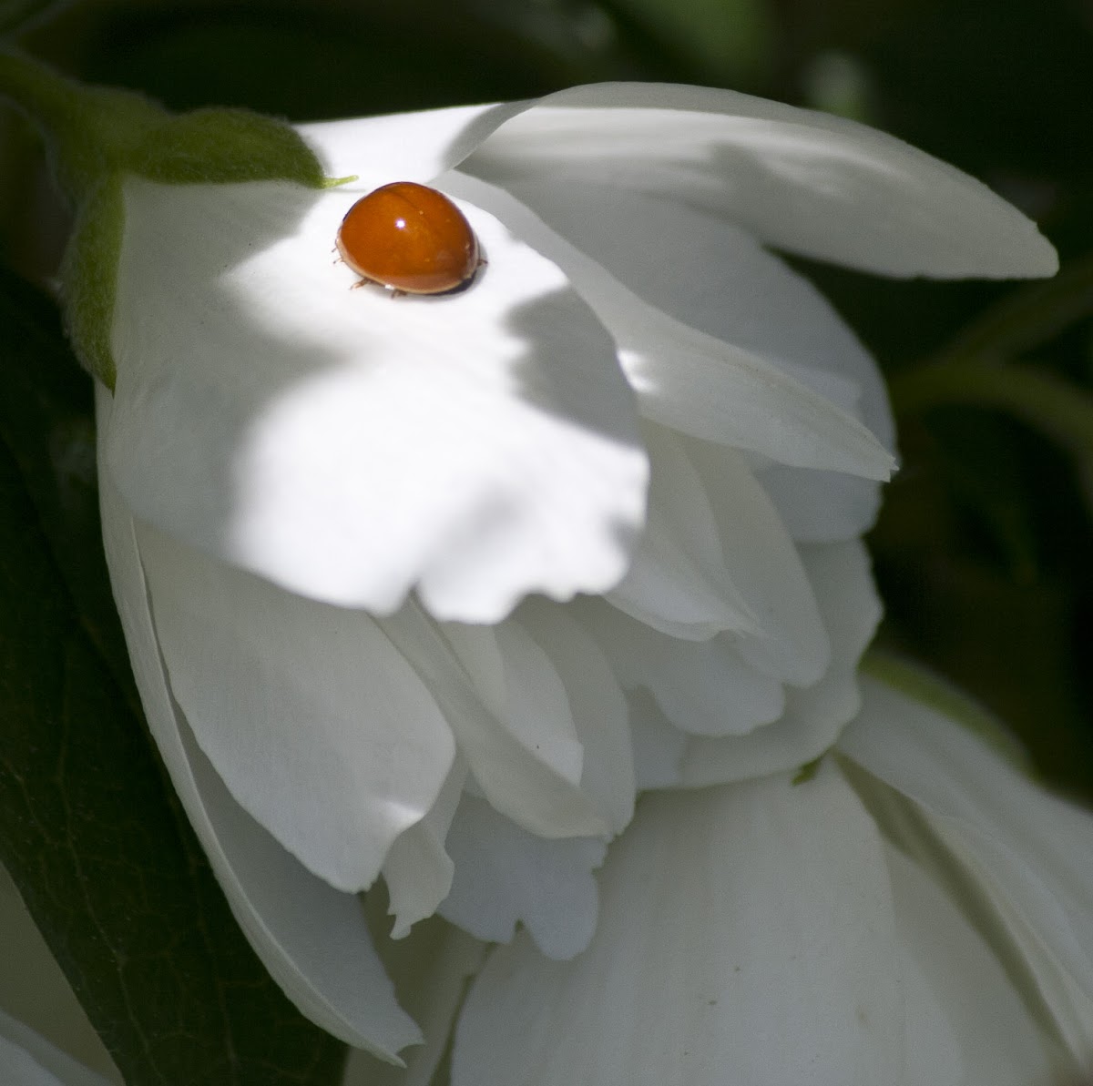 Polished Lady Beetle / Mock Orange blossom