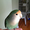 Peach-faced Lovebird