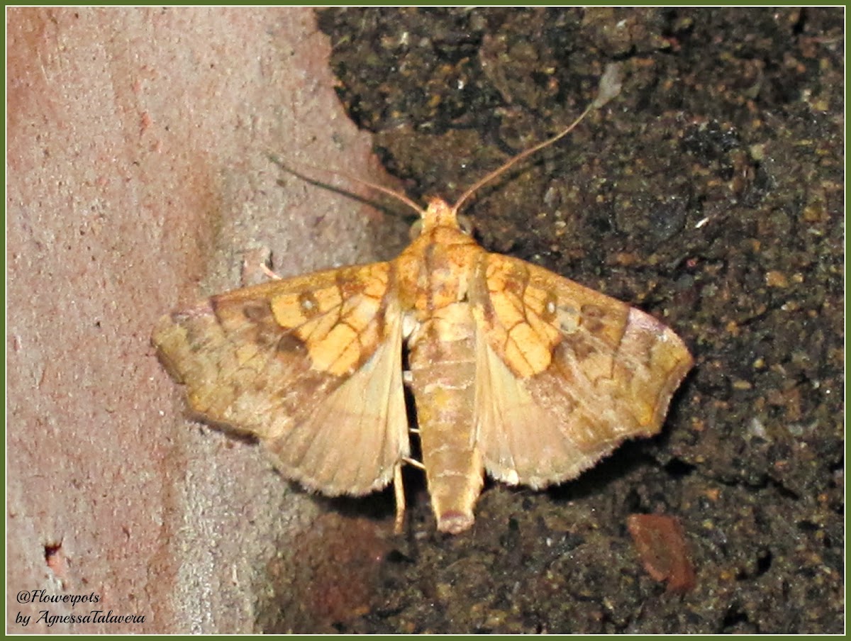 White-pupiled Scallop Moth