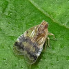 Moth bug