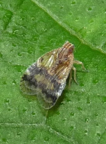Moth bug