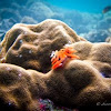 Orange Christmas Tree Worm