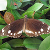 Common Crow Butterfly or Oleander Butterfly
