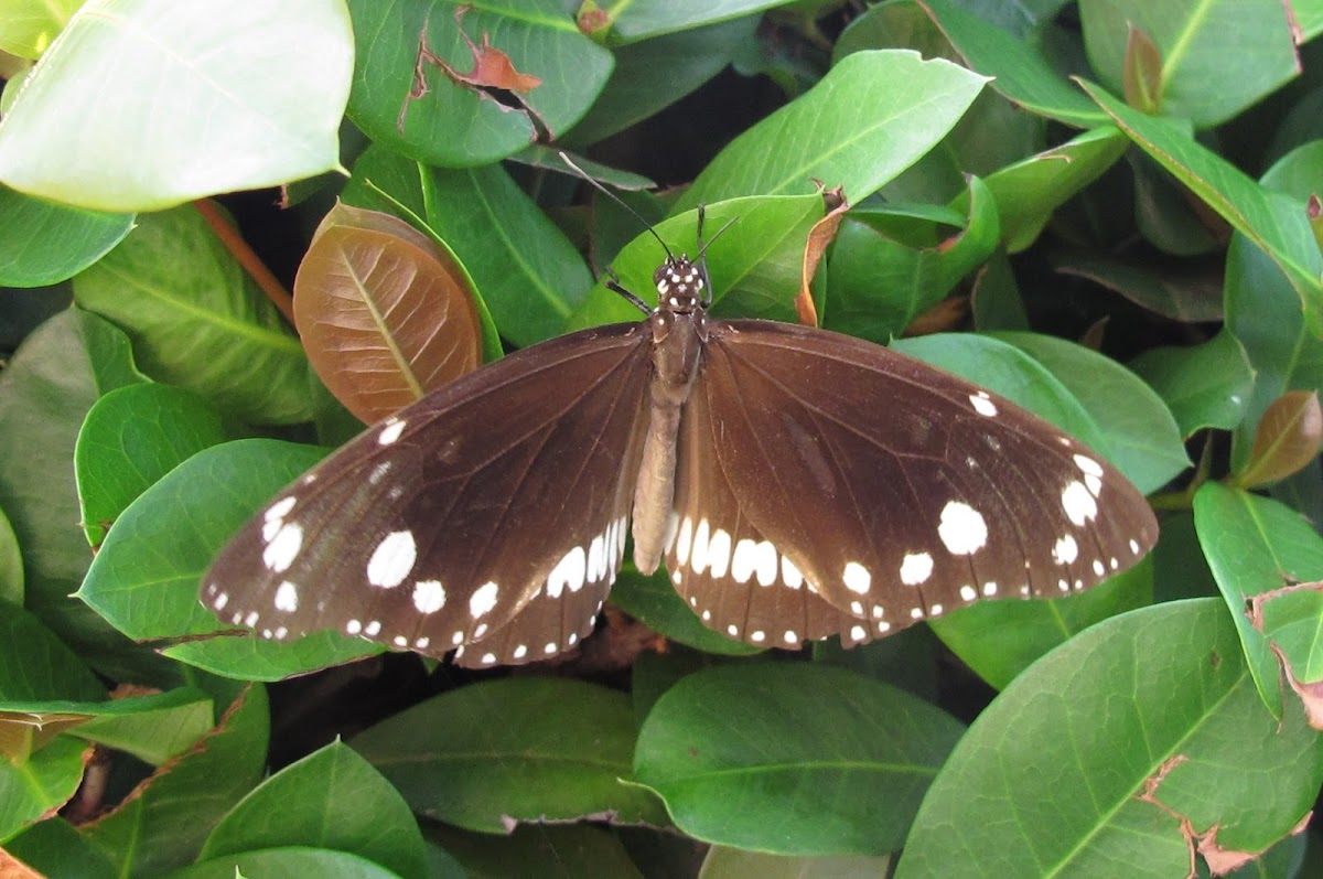 Common Crow Butterfly or Oleander Butterfly