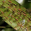 Ichneumonidae Wasps