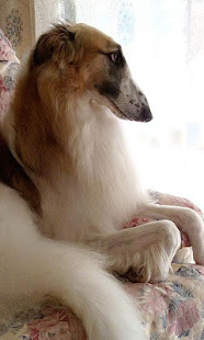 拉布拉多猎犬壁纸(圖4)-速報App