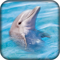 Dolphin Live Wallpaper icon