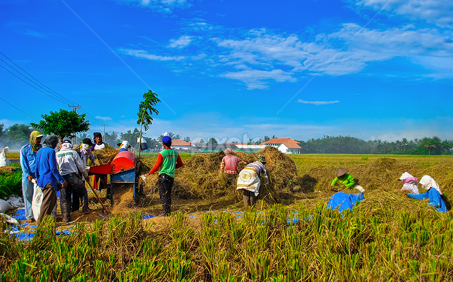 Petani sedang giling padi by Andri Apriyadi - People Street & Candids