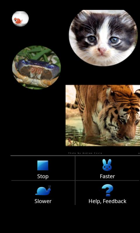 Fish Bowl Photo Gallery Android