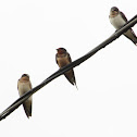 Barn Swallows