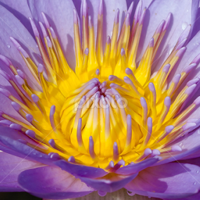 by Sanjay Nagaonkar - Flowers Single Flower