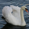 Mute Swan