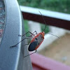 Red Cotton Bug or Red Cotton Stainer