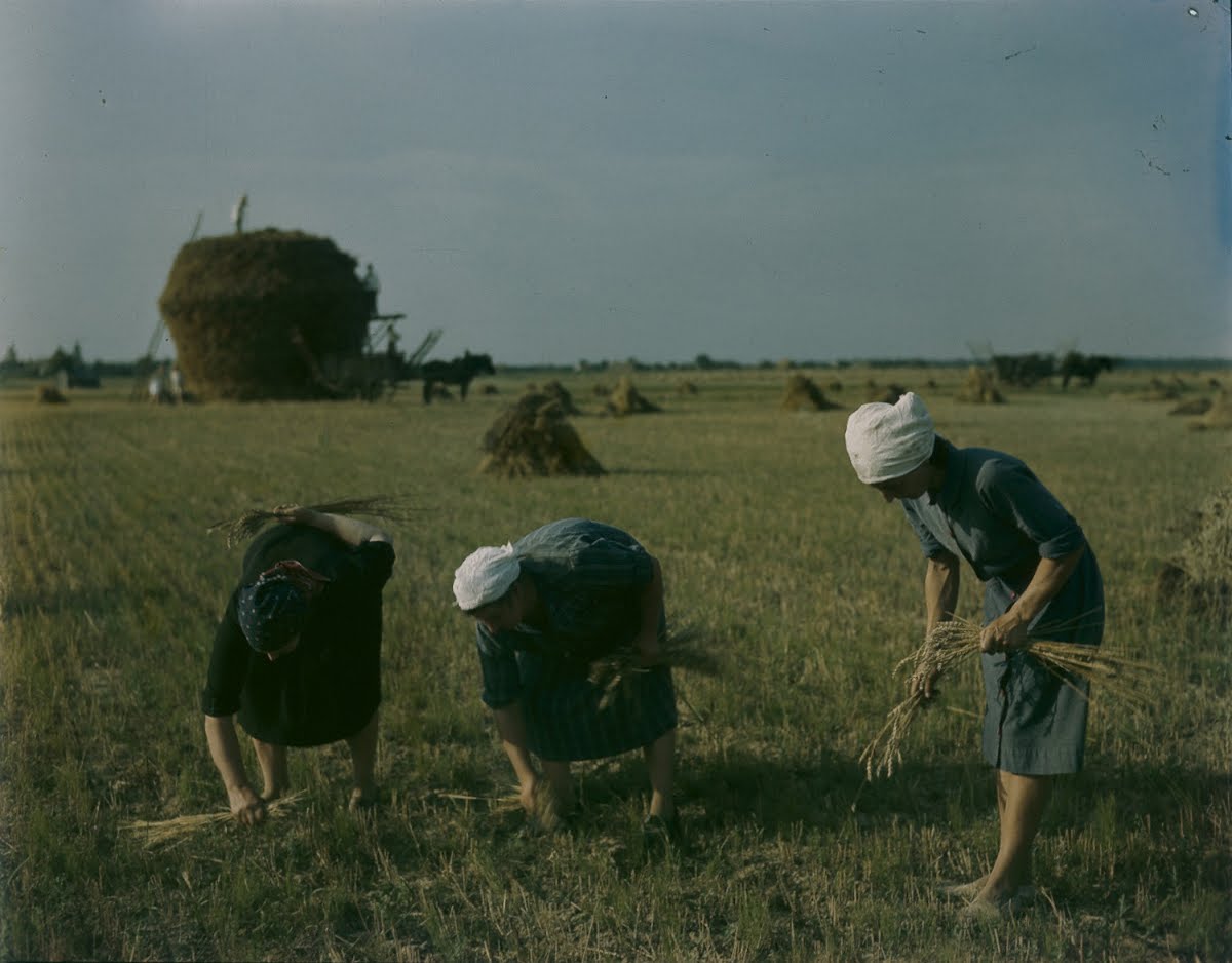 "The Gleaners"- Actual Life Scenes From Millet Painting - Anthony Linck ...