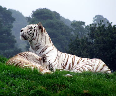 How to mod White Tiger Live Wallpaper lastet apk for laptop